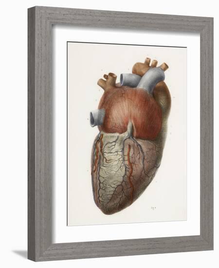 Heart Anatomy, 19th Century Illustration-Science Photo Library-Framed Photographic Print