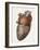 Heart Anatomy, 19th Century Illustration-Science Photo Library-Framed Photographic Print