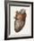 Heart Anatomy, 19th Century Illustration-Science Photo Library-Framed Photographic Print