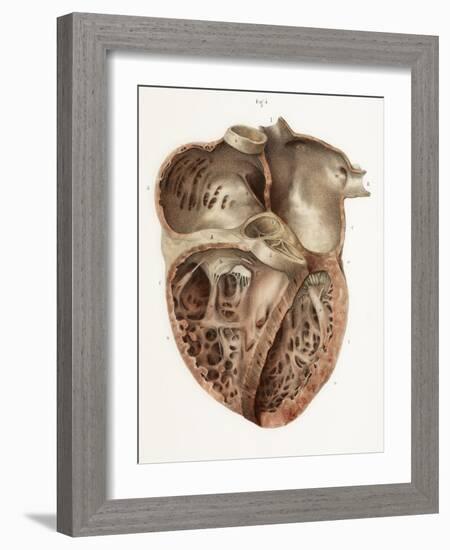 Heart Anatomy, 19th Century Illustration-Science Photo Library-Framed Photographic Print