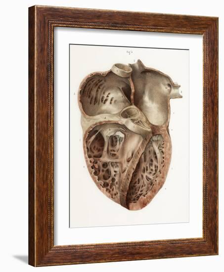 Heart Anatomy, 19th Century Illustration-Science Photo Library-Framed Photographic Print