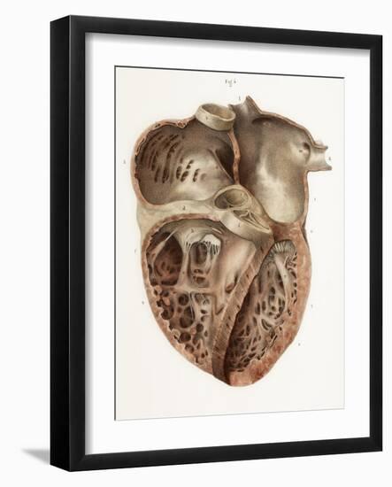 Heart Anatomy, 19th Century Illustration-Science Photo Library-Framed Photographic Print