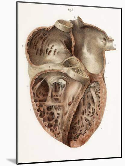 Heart Anatomy, 19th Century Illustration-Science Photo Library-Mounted Photographic Print