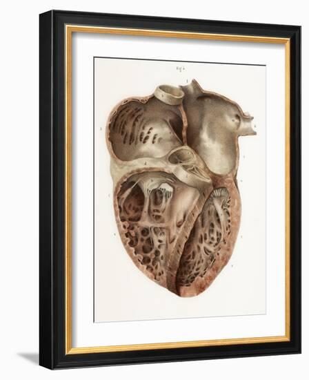 Heart Anatomy, 19th Century Illustration-Science Photo Library-Framed Photographic Print