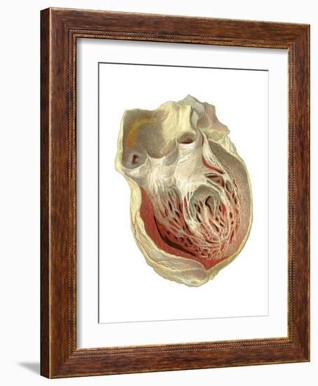 Heart Anatomy, Artwork-Mehau Kulyk-Framed Photographic Print