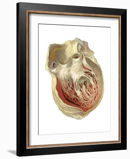 Heart Anatomy, Artwork-Mehau Kulyk-Framed Photographic Print