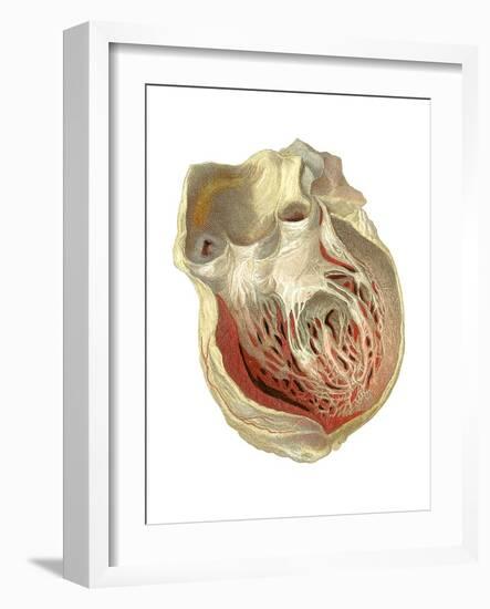 Heart Anatomy, Artwork-Mehau Kulyk-Framed Photographic Print