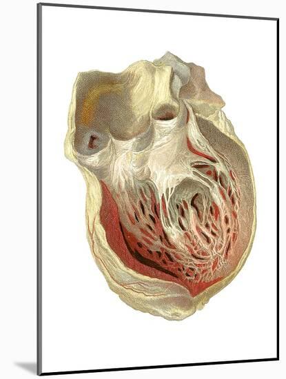 Heart Anatomy, Artwork-Mehau Kulyk-Mounted Photographic Print