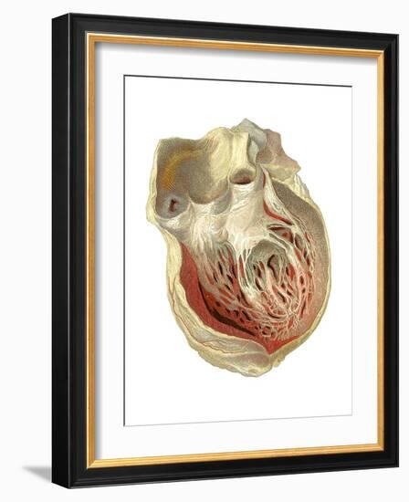 Heart Anatomy, Artwork-Mehau Kulyk-Framed Photographic Print