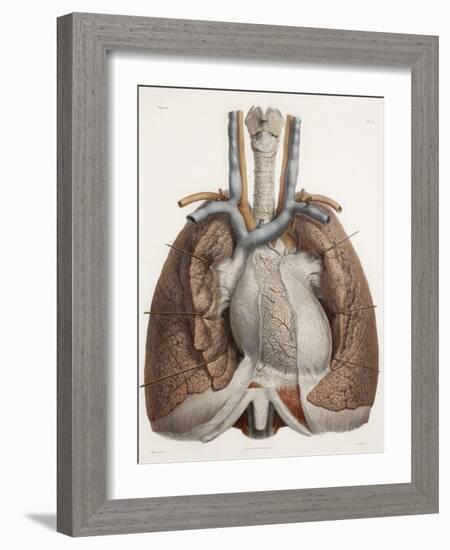 Heart And Lungs, Historical Illustration-Science Photo Library-Framed Photographic Print