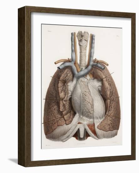 Heart And Lungs, Historical Illustration-Science Photo Library-Framed Photographic Print