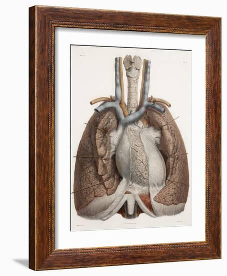 Heart And Lungs, Historical Illustration-Science Photo Library-Framed Photographic Print