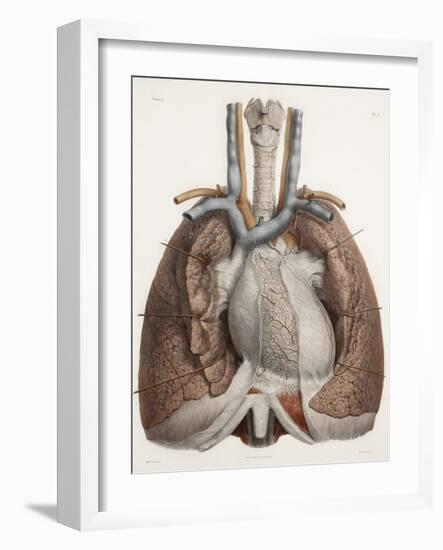 Heart And Lungs, Historical Illustration-Science Photo Library-Framed Photographic Print