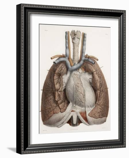 Heart And Lungs, Historical Illustration-Science Photo Library-Framed Photographic Print