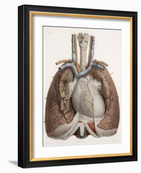 Heart And Lungs, Historical Illustration-Science Photo Library-Framed Photographic Print