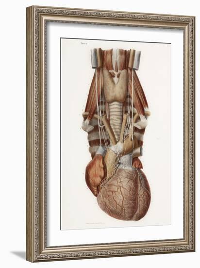 Heart And Neck, Historical Illustration-Science Photo Library-Framed Photographic Print