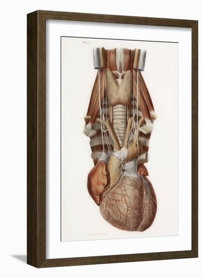 Heart And Neck, Historical Illustration-Science Photo Library-Framed Photographic Print