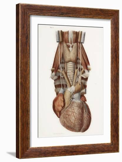 Heart And Neck, Historical Illustration-Science Photo Library-Framed Photographic Print