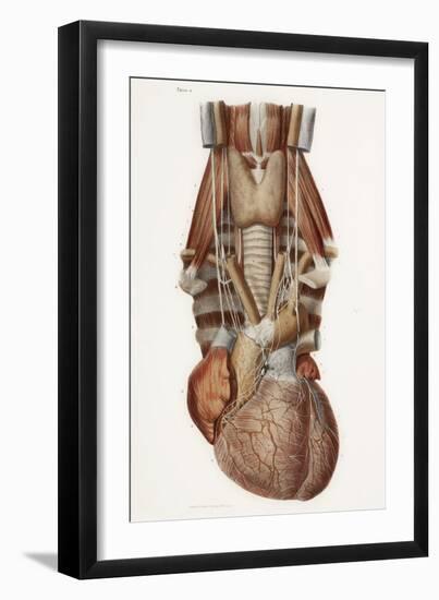 Heart And Neck, Historical Illustration-Science Photo Library-Framed Photographic Print