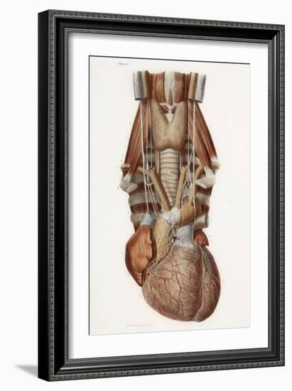 Heart And Neck, Historical Illustration-Science Photo Library-Framed Photographic Print