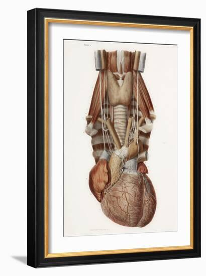 Heart And Neck, Historical Illustration-Science Photo Library-Framed Photographic Print