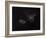 Heart and Soul Nebulae-Stocktrek Images-Framed Photographic Print