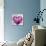 Heart Ballet-Oxana Zaika-Mounted Giclee Print displayed on a wall