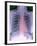 Heart, Chest X-ray-Du Cane Medical-Framed Photographic Print