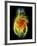 Heart, Computer Artwork-PASIEKA-Framed Photographic Print