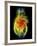 Heart, Computer Artwork-PASIEKA-Framed Photographic Print