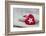 Heart cushions with star of Bethlehem as a token of love, still life-Andrea Haase-Framed Photographic Print