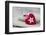 Heart cushions with star of Bethlehem as a token of love, still life-Andrea Haase-Framed Photographic Print