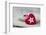 Heart cushions with star of Bethlehem as a token of love, still life-Andrea Haase-Framed Photographic Print