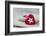 Heart cushions with star of Bethlehem as a token of love, still life-Andrea Haase-Framed Photographic Print