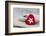 Heart cushions with star of Bethlehem as a token of love, still life-Andrea Haase-Framed Photographic Print