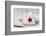 Heart cushions with star of Bethlehem as a token of love, still life-Andrea Haase-Framed Photographic Print