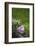 Heart, Flowers, Wild Flowers, Green-Andrea Haase-Framed Photographic Print