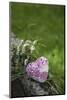 Heart, Flowers, Wild Flowers, Green-Andrea Haase-Mounted Photographic Print