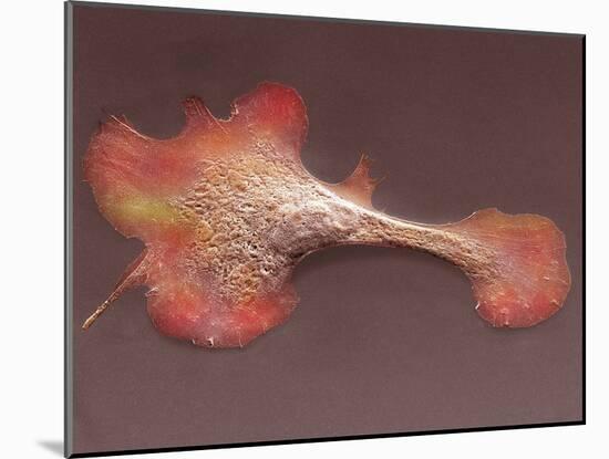 Heart Muscle Cell, SEM-Thomas Deerinck-Mounted Photographic Print