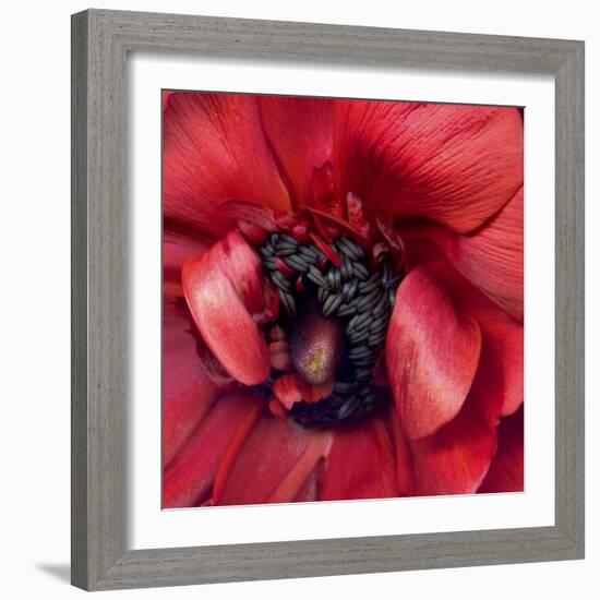 Heart Of A Red Ranunculus-Magda Indigo-Framed Photographic Print