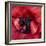 Heart Of A Red Ranunculus-Magda Indigo-Framed Photographic Print