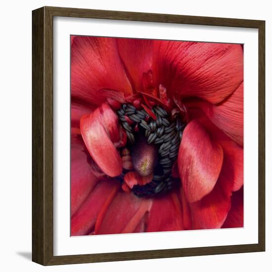 Heart Of A Red Ranunculus-Magda Indigo-Framed Photographic Print