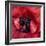 Heart Of A Red Ranunculus-Magda Indigo-Framed Photographic Print