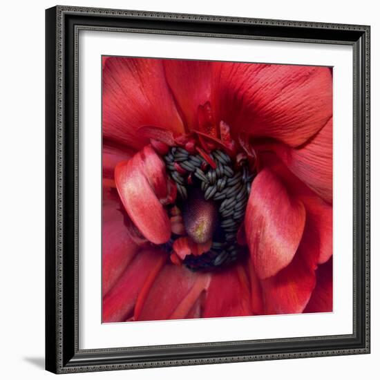 Heart Of A Red Ranunculus-Magda Indigo-Framed Photographic Print