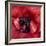 Heart Of A Red Ranunculus-Magda Indigo-Framed Photographic Print