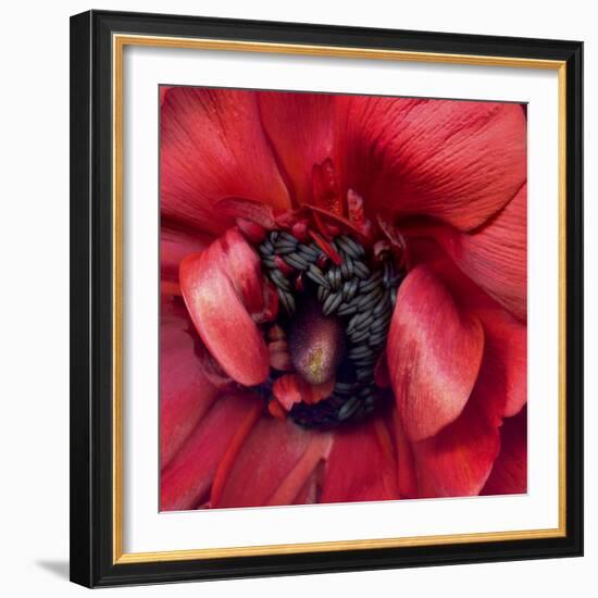 Heart Of A Red Ranunculus-Magda Indigo-Framed Photographic Print