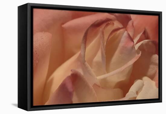 Heart of a Rose II-Rita Crane-Framed Premier Image Canvas