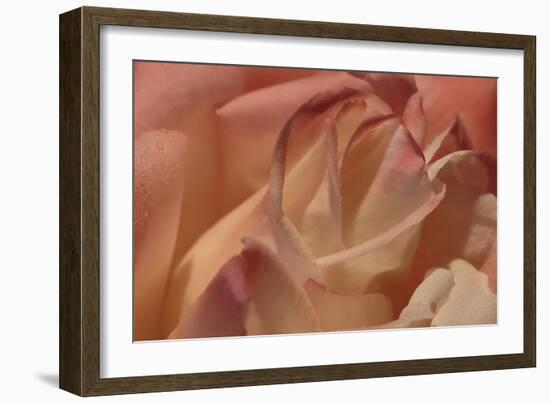Heart of a Rose II-Rita Crane-Framed Photographic Print