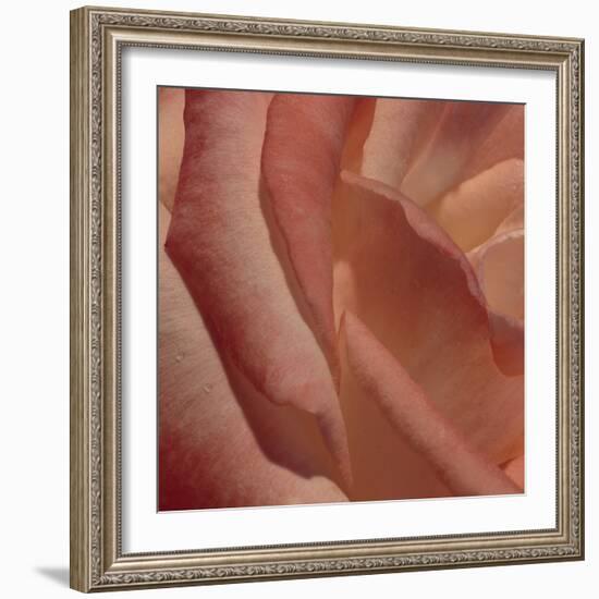 Heart of a Rose III-Rita Crane-Framed Photographic Print