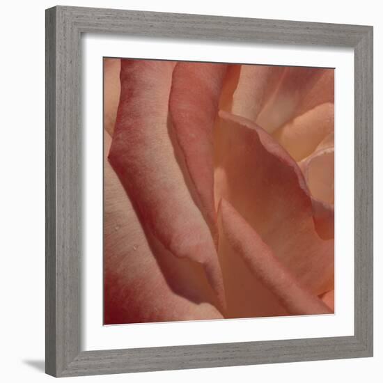 Heart of a Rose III-Rita Crane-Framed Photographic Print